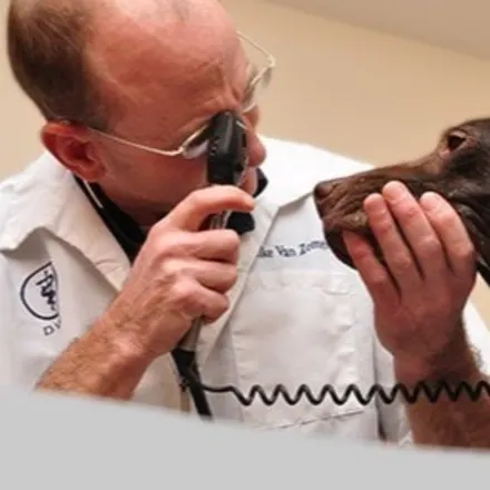 Dr. Mike Van Zomeren giving an exam to a dog 